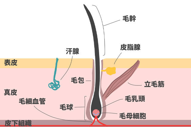 毛乳頭細胞とは