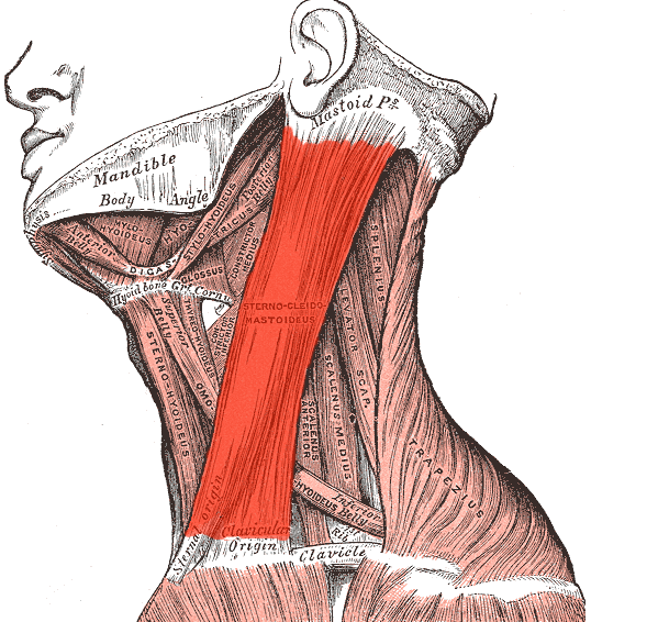 胸鎖乳突筋